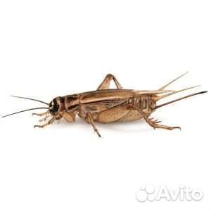 Сверчки кормовые