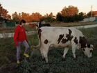 Коровы дойные молочные волгоградская область