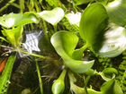 Водный гиацинт для аквариума объявление продам
