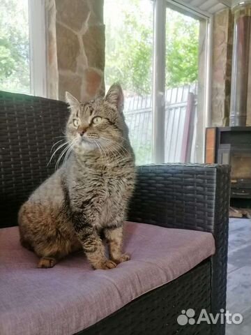 Стёпка ищет дом