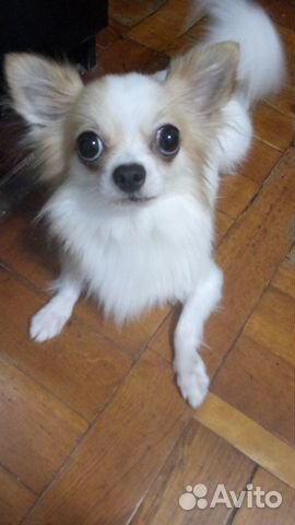 Чихуахуа вязка