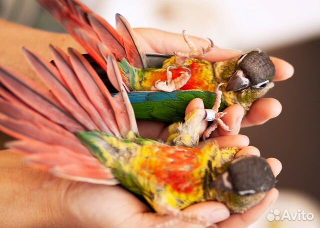 Пиррура красивые птенцы