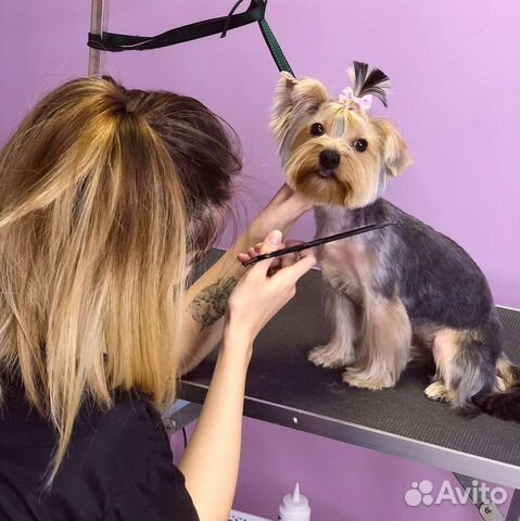 Стрижка собак и кошек (груминг)