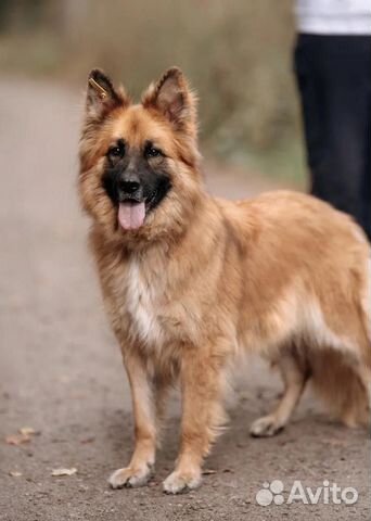 Супер красивый пёс Ларс в добрые руки