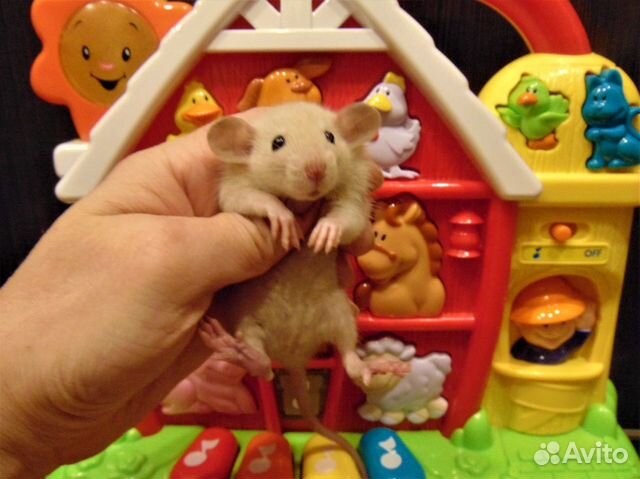 Крысы,крысята очаровашки,малыши - питомник, клетки