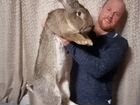 Кролики великаны Ризен Фландр объявление продам