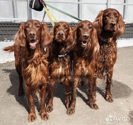 Прогулка с собакой