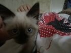 Сиамский кот девочка объявление продам