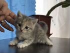Котёнок объявление продам