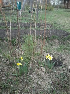 Саженцы сибирского кедра