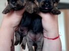 Йоркширский терьер щенок объявление продам