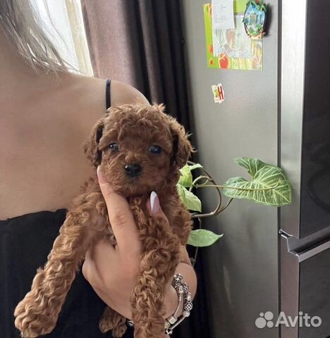 Той-пудель девочки и мальчики