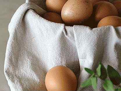 Инкубационное яйцо чистопородных кур
