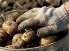 Копаем картошку, выкопать картофель