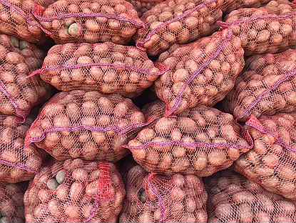 семена картофеля астрахань