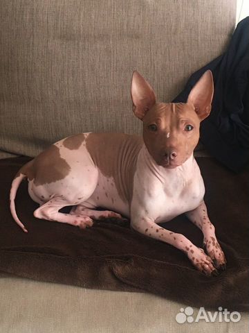 Уход за животными