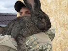 Кролики фландр ризен объявление продам