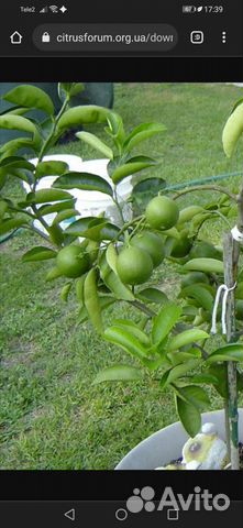 Лайм палестинский