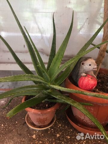 Алоэ Вера -аптека в вашем доме