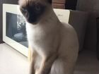 Тайский кот на вязку