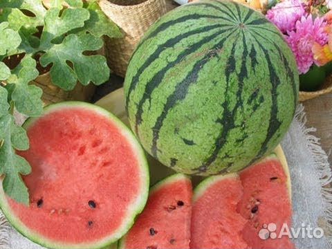 Дыня, арбуз семена