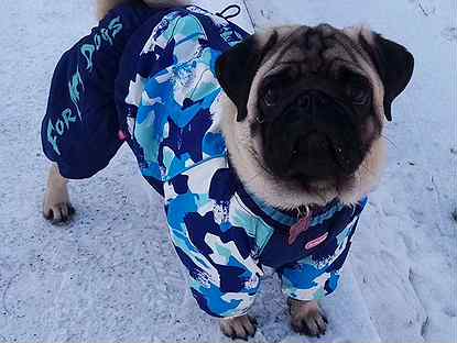 Зимний костюм для собаки