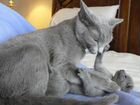 Котята породы русская голубая объявление продам