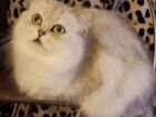 Персидские шиншилловые котята объявление продам