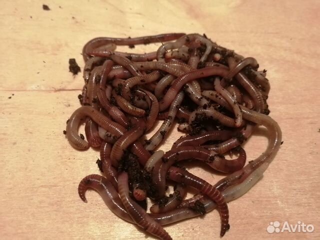 Червь дендробена