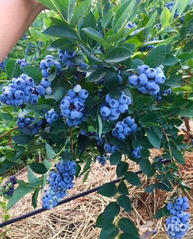 Голубика,саженцы