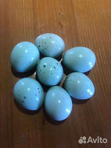 Яйца силадонов перепелиные инкубационное