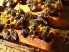 Продаем пасеку полностью, семьи Рутовские пчелосем