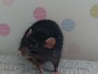 Крыса дамбо с клеткой бесплатно
