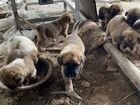 Щенки кавказской овчарки бесплатно объявление продам