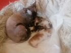 Кошечка и Котята сфинкс бесплатно браши