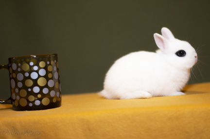 Карликовый хотот, родители импорт из Германии