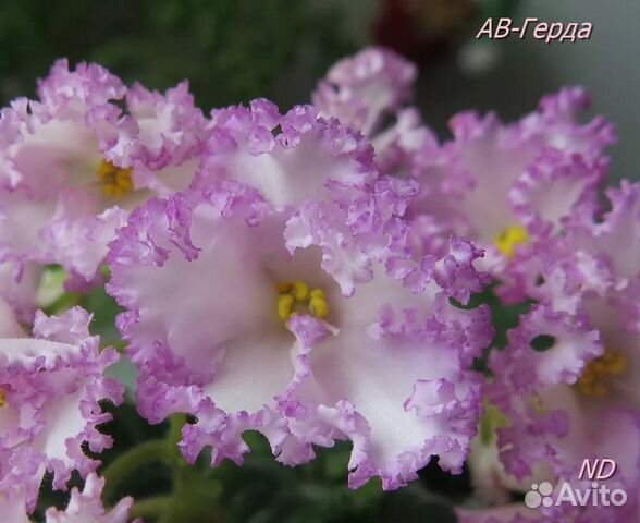 Продам укорененные детки сортовых фиалок 6