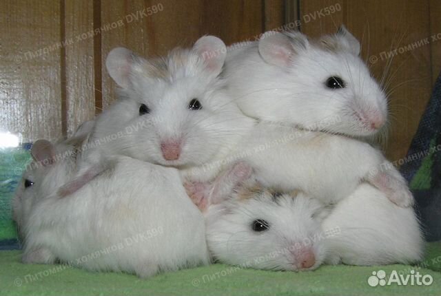 Беленький хомячок, питомник