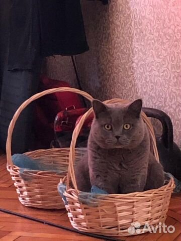 Вязка Шотландских кошек