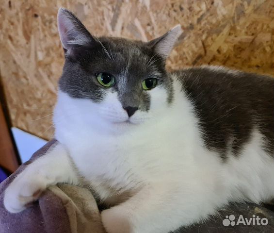 Кошка Масяня в добрые руки