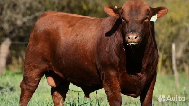 Все виды скота