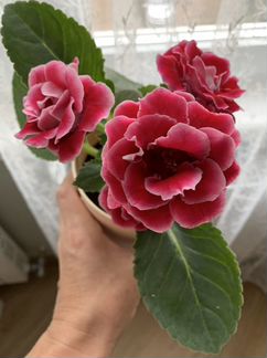 Глоксинии,бегонии, пеперомия, фикус и др