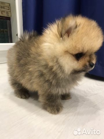 Щенки померанского шпица