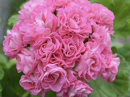 Пеларгония Australien Pink/ Swanland Pink Rosebud