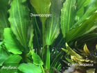 Молинезия Гупп и ещё разные рыбки,растения объявление продам