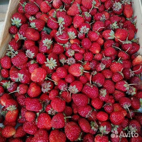 Клубника 700 оптом
