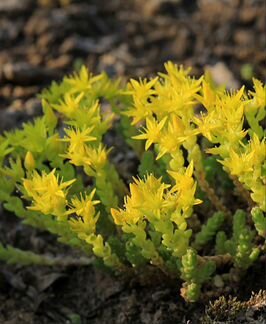 Почвопокровники