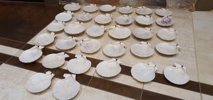 Раковины морские гребешки