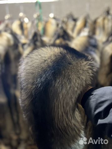 Финский енот