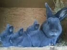 Кролики породы Венский голубой